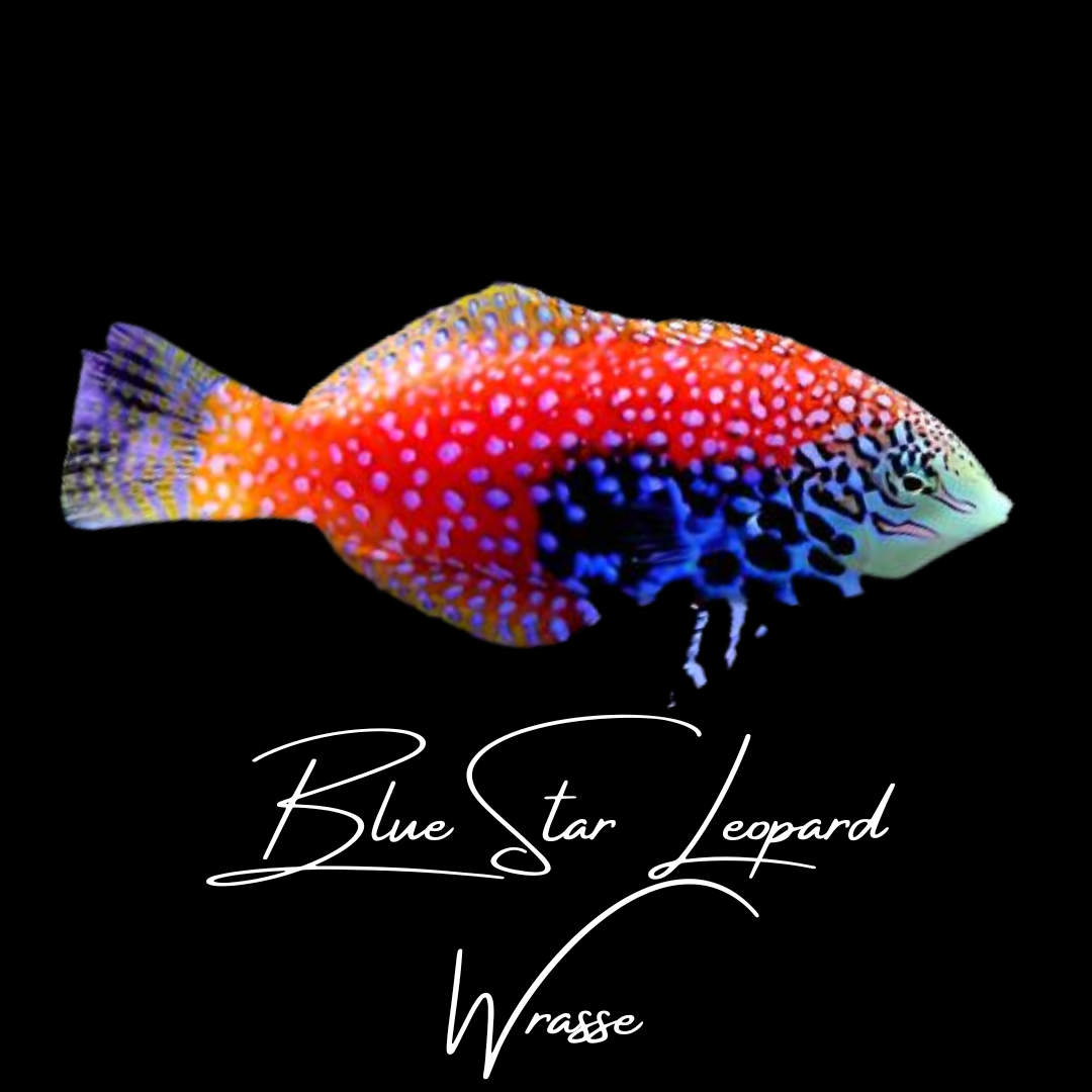 Blue Star Leopard Wrasse